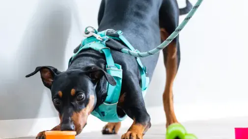 Hund bei Absuche