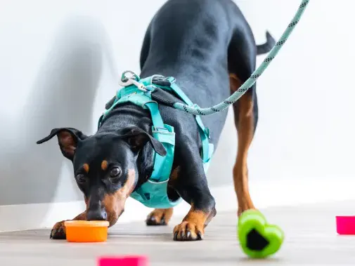 Hund bei Absuche