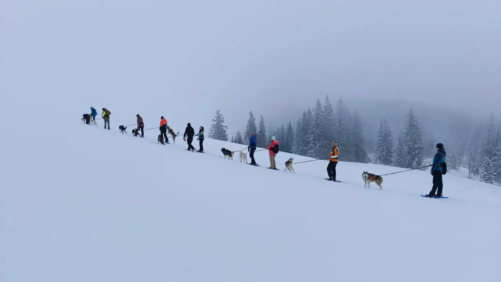 Husky Schneeschuhtrekking