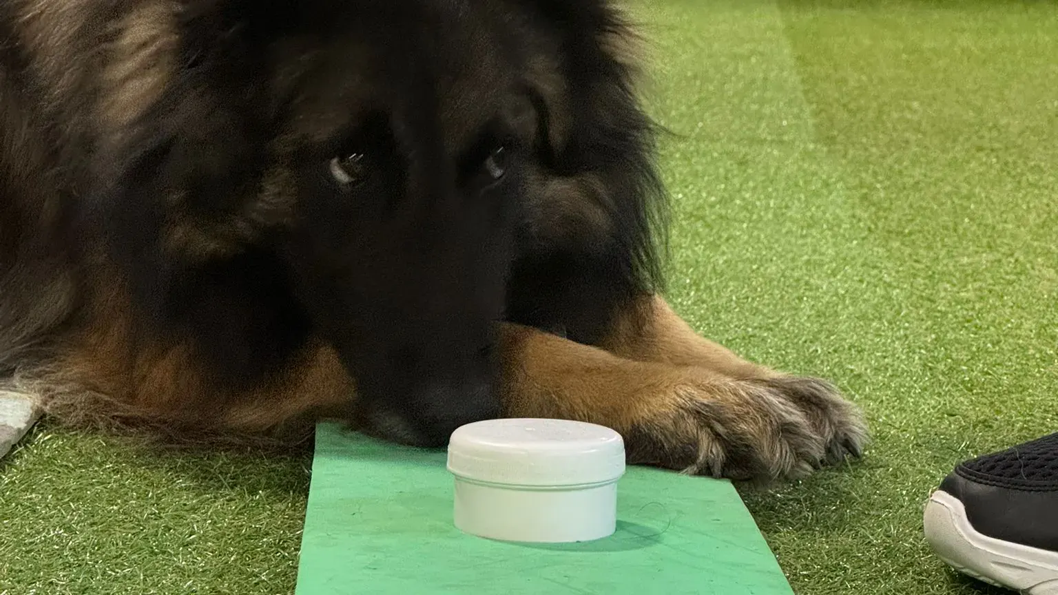 Hund in Schulungsraum
