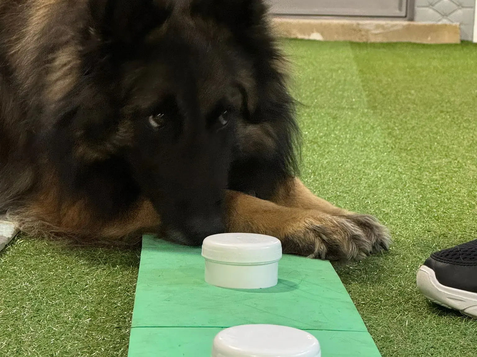 Hund in Schulungsraum