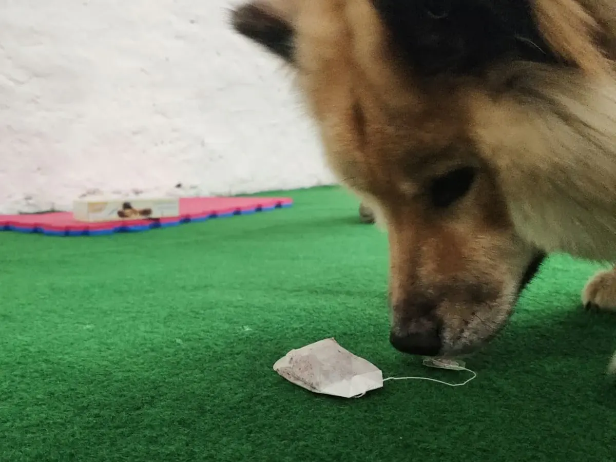 Hund mit Tee