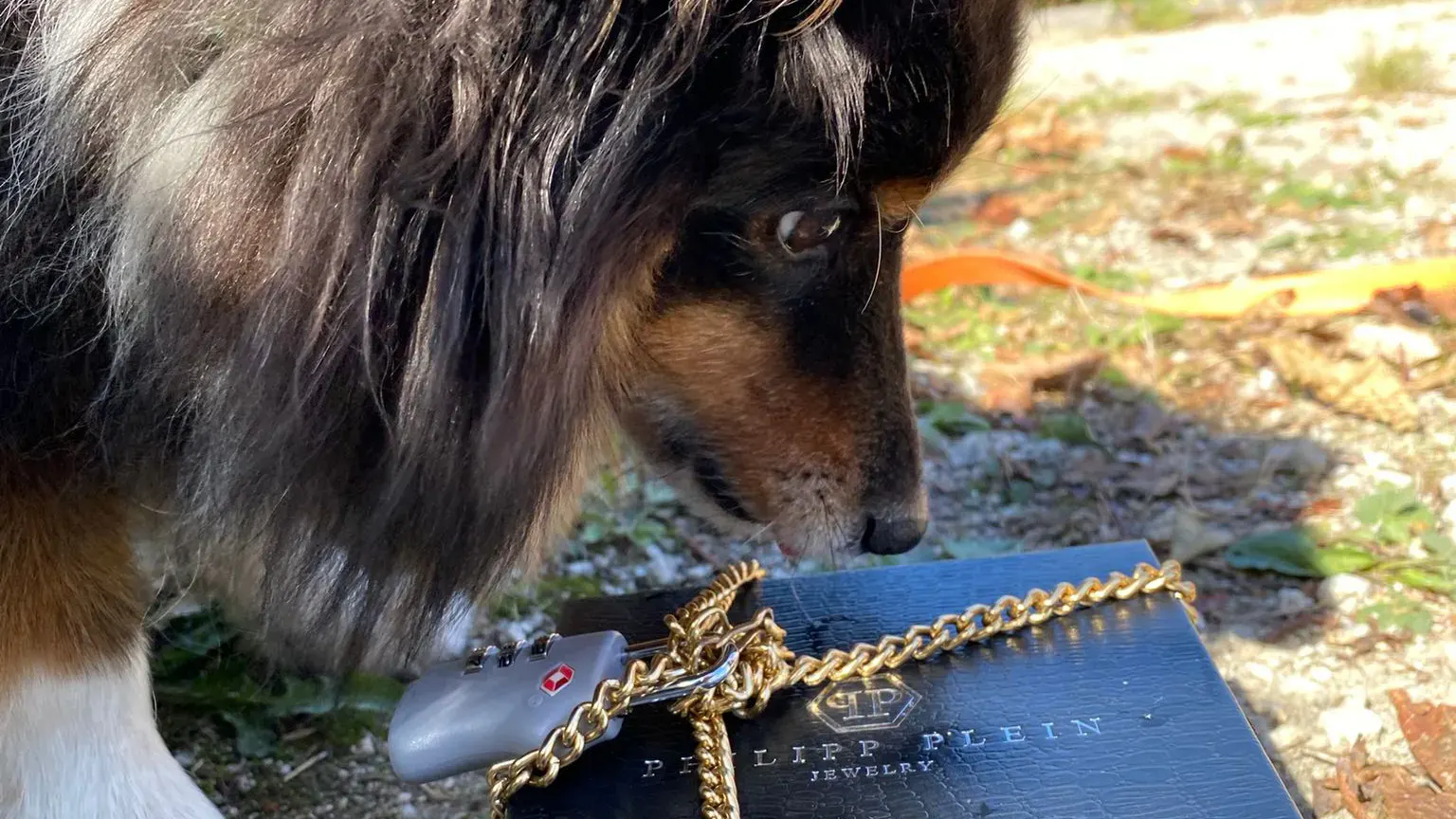 Hund mit Paket