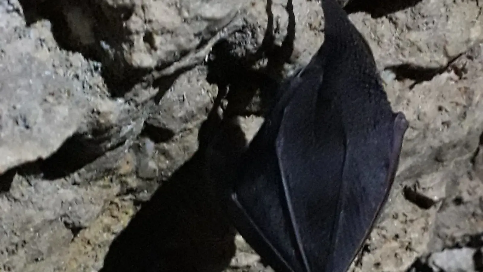Eine Fledermaus, die schlafend in der Höhle hängt.