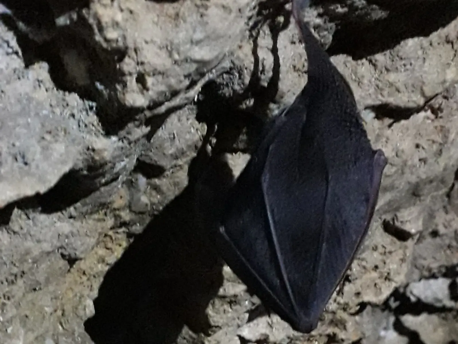 Eine Fledermaus, die schlafend in der Höhle hängt.