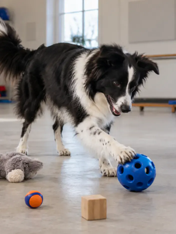 Hund beim Nasentraining
