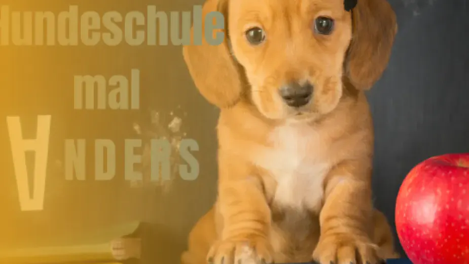 Webinar Geruchstraining Hund