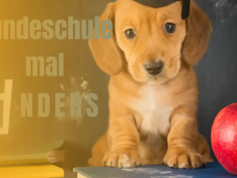 Webinar Geruchstraining Hund