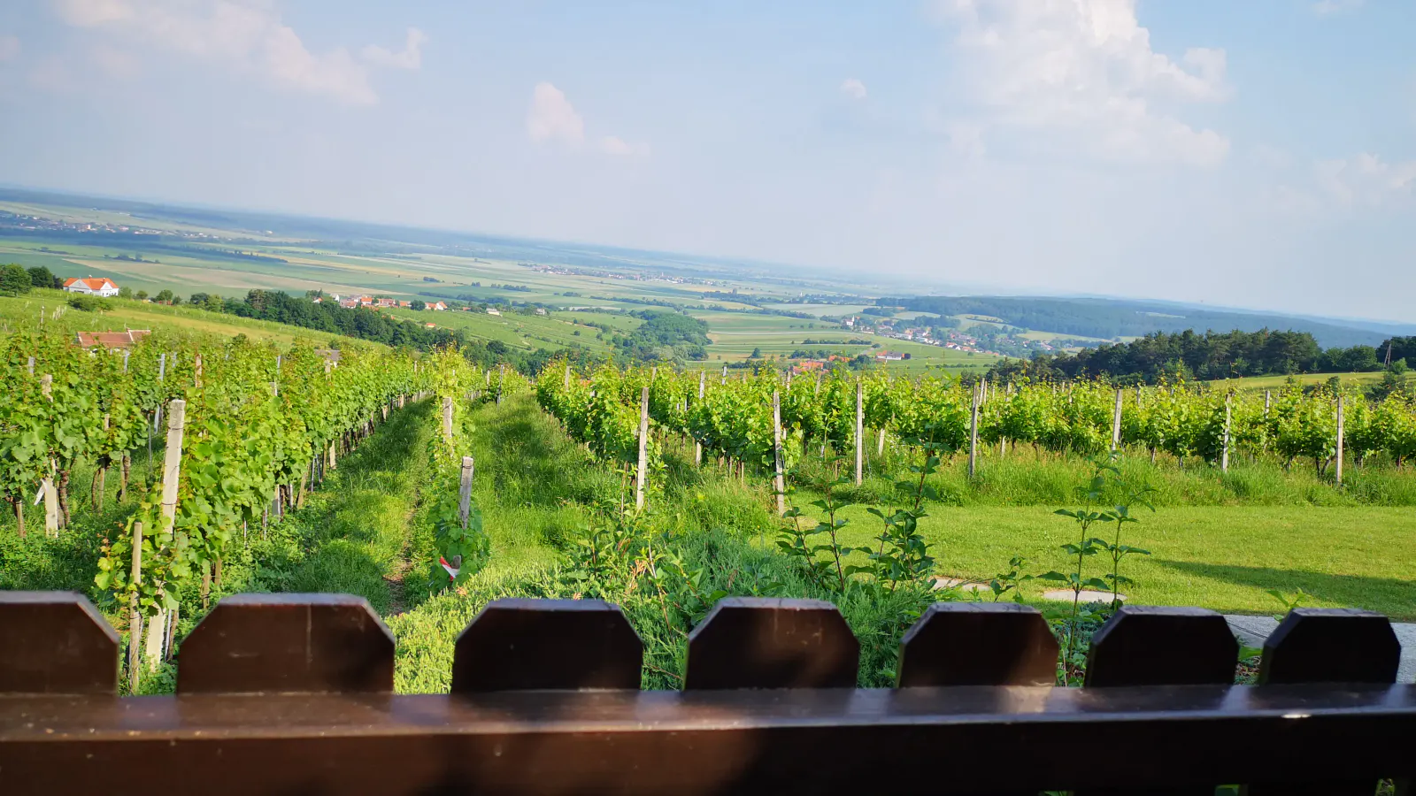 Ausblick Weinberg