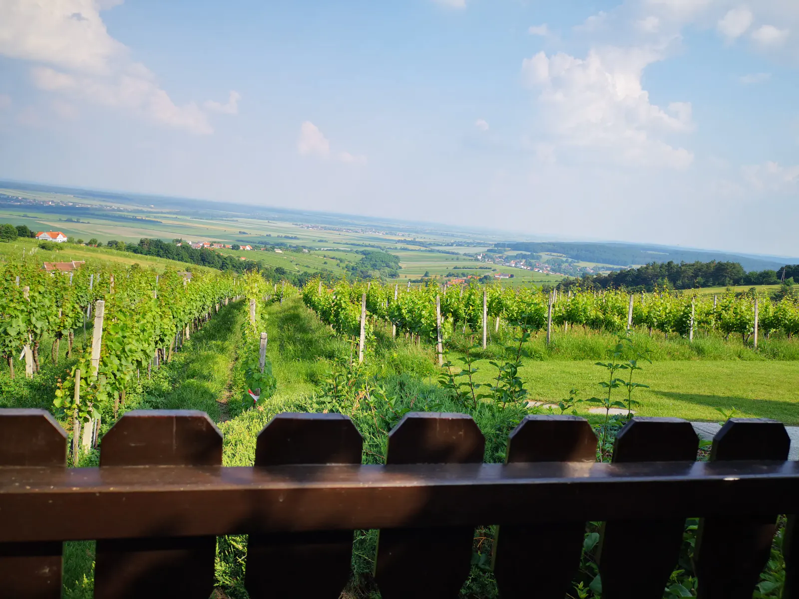 Ausblick Weinberg
