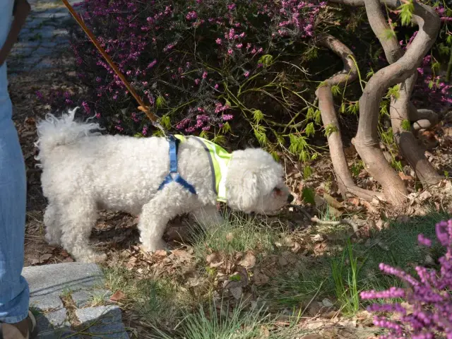 Hund bei Suche