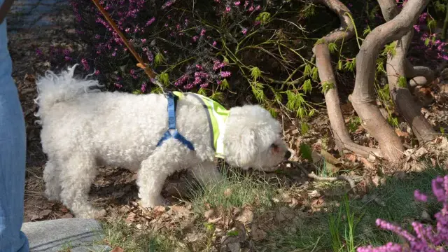 Hund bei Suche