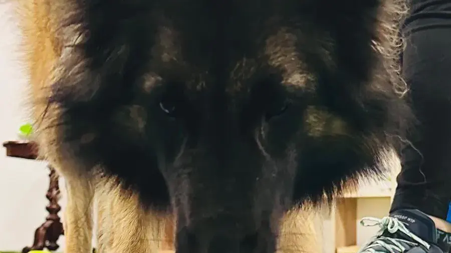 Hund bei Geruchsdifferenzierung