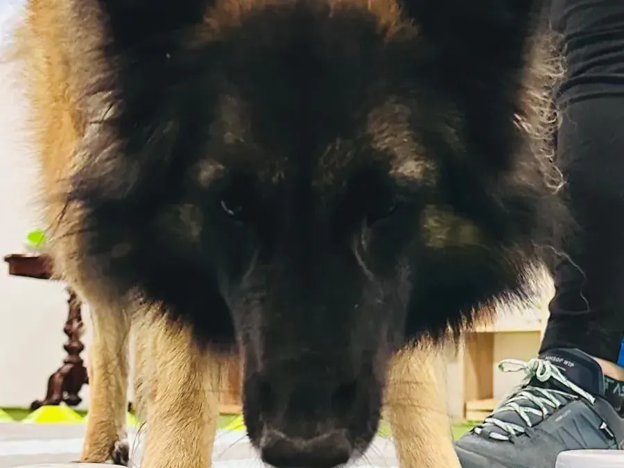 Hund bei Geruchsdifferenzierung