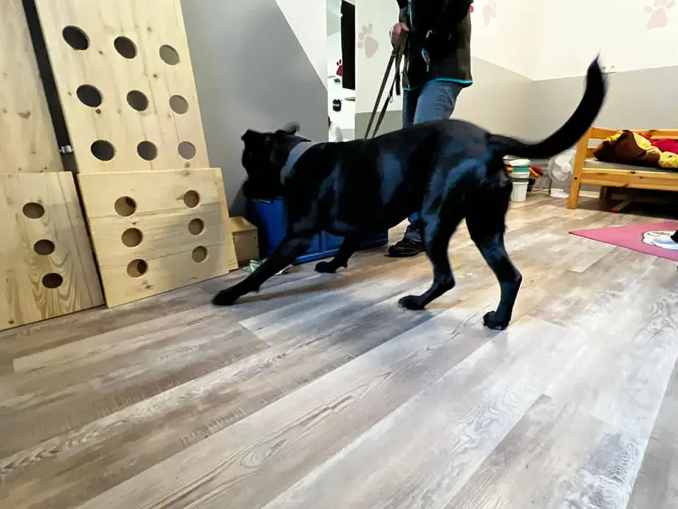 Hund bei Absuche