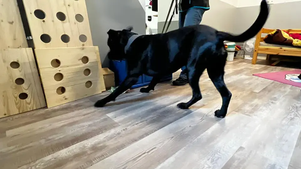 Hund bei Absuche