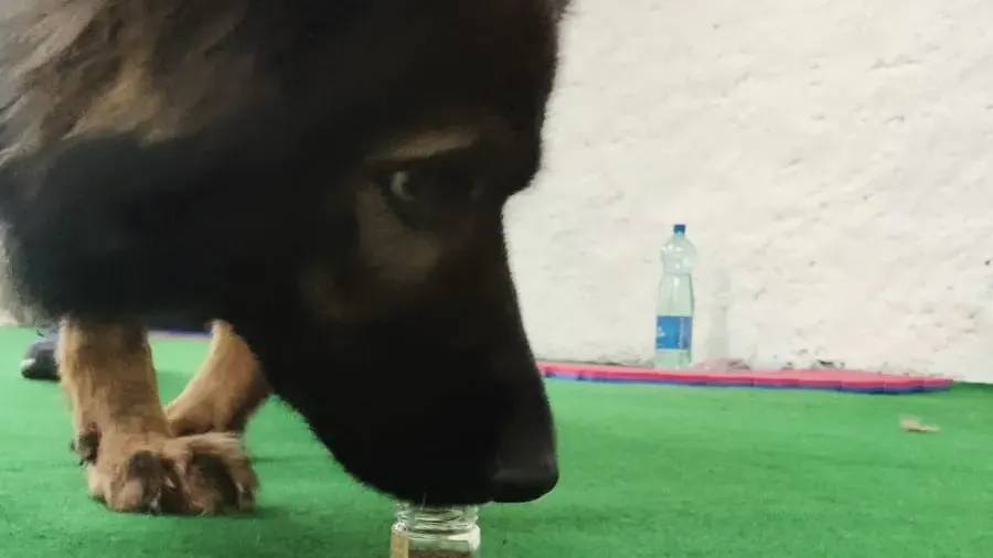 Hund mit Glas