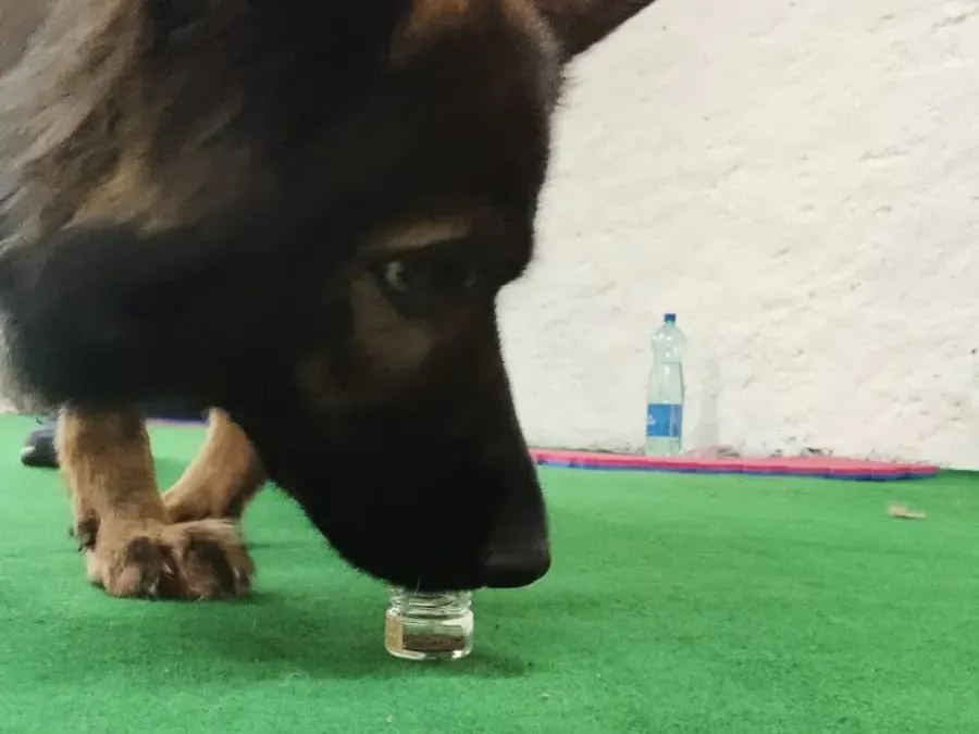 Hund mit Glas