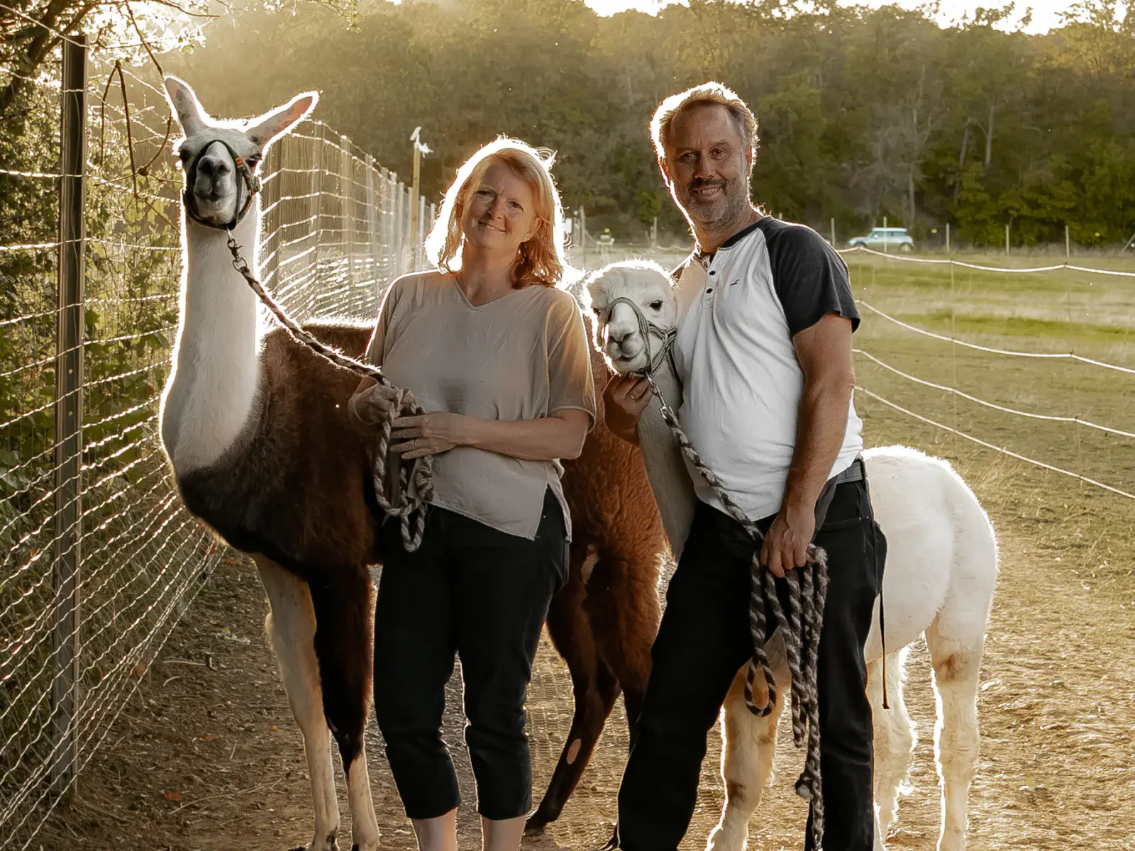 Alpaka und Lama