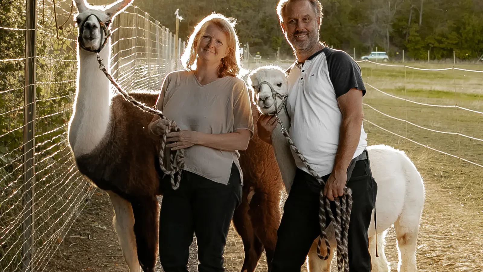 Alpaka und Lama