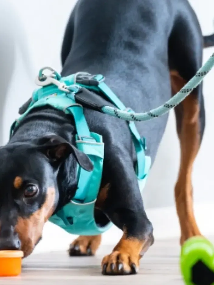 Hund Geruchsausbildung