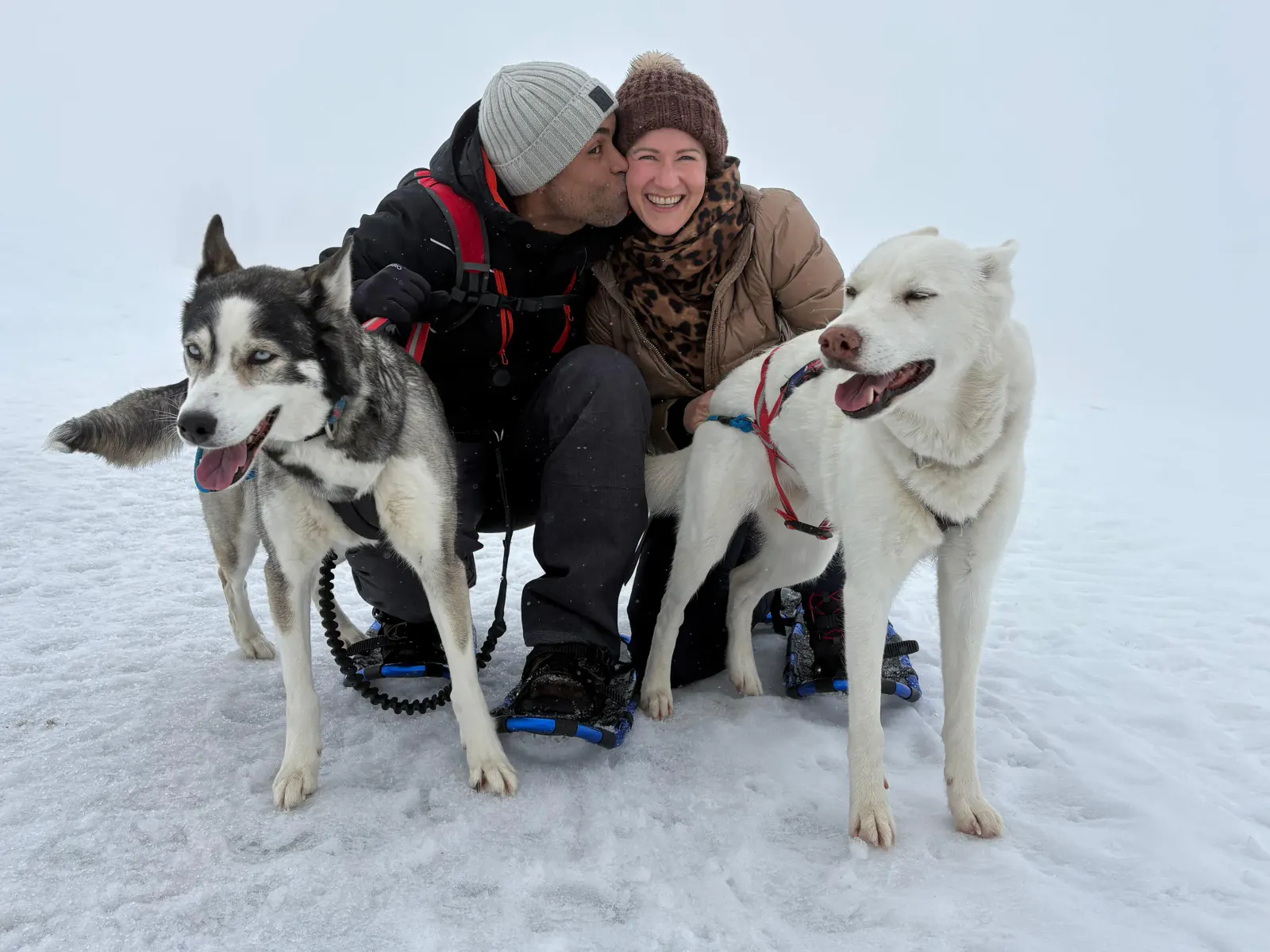 Husky Schneeschuhtrekking
