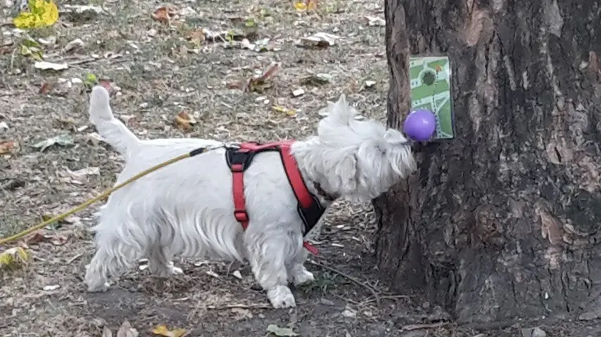 Hund bei Baum