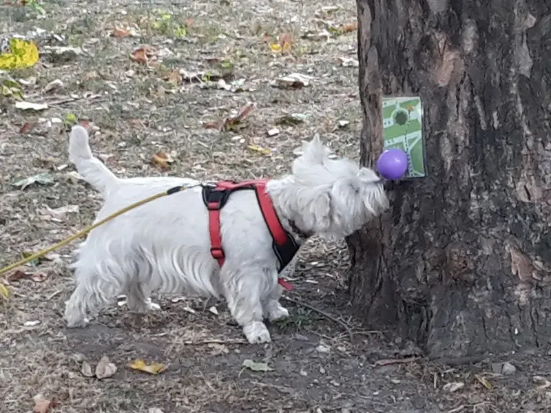 Hund bei Baum