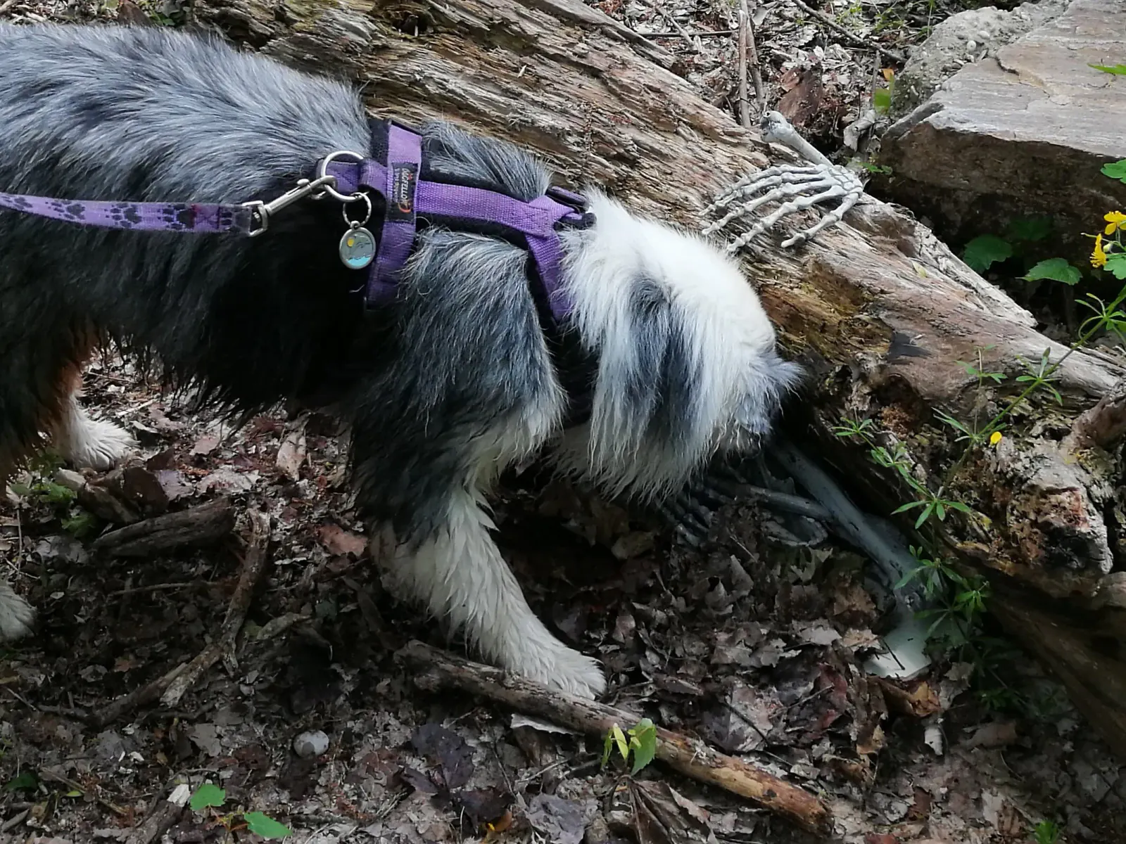 Hund mit Knochen
