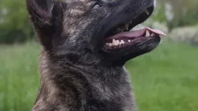 aufmerksamer Hund