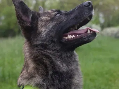 aufmerksamer Hund