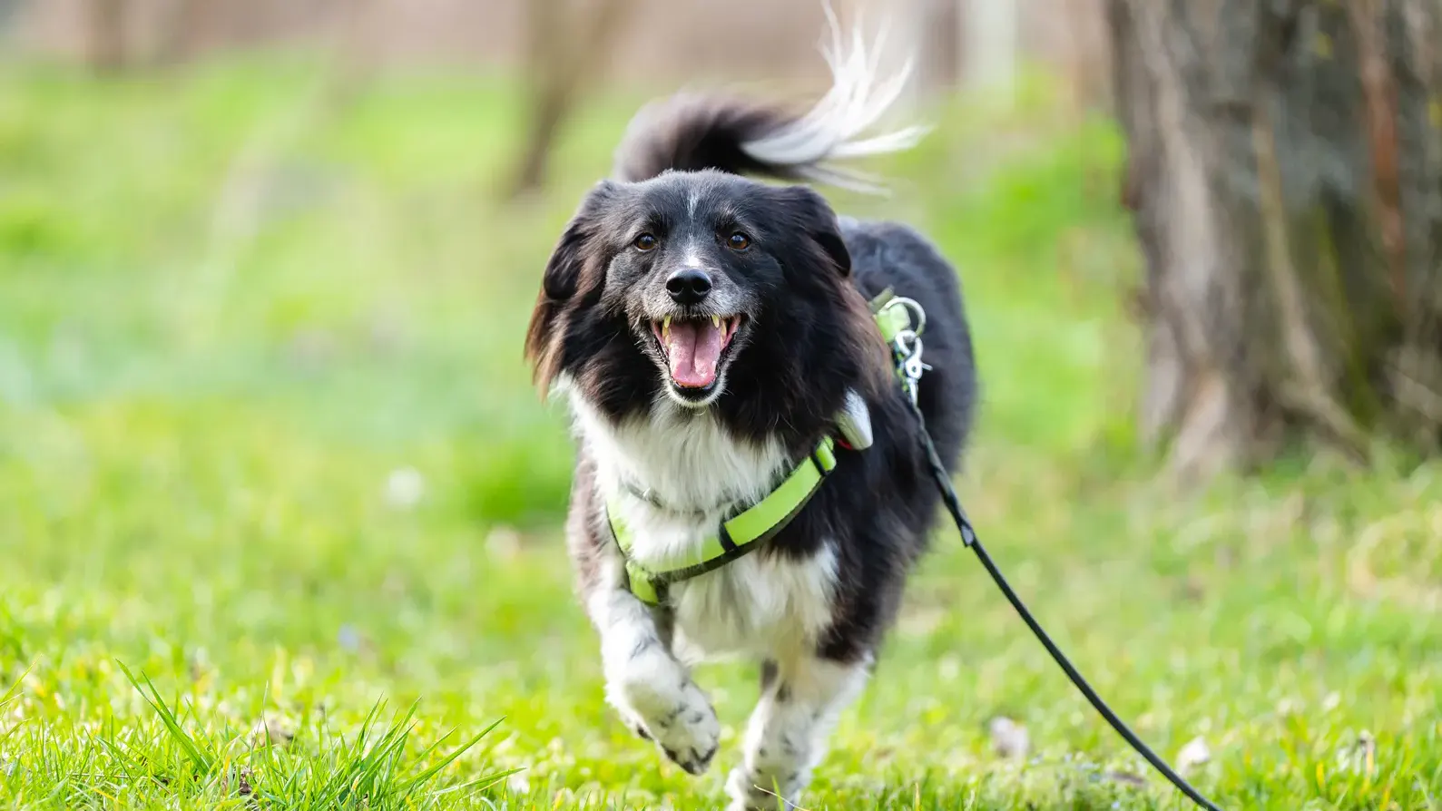laufender Hund
