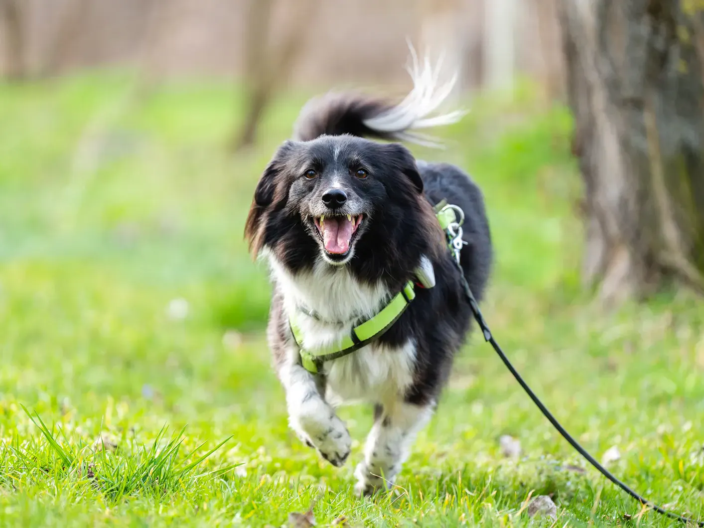 laufender Hund
