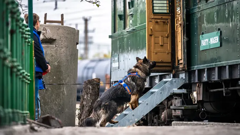 Hund bei der Suche