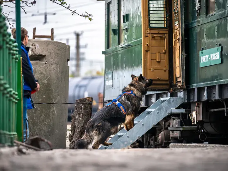 Hund bei der Suche