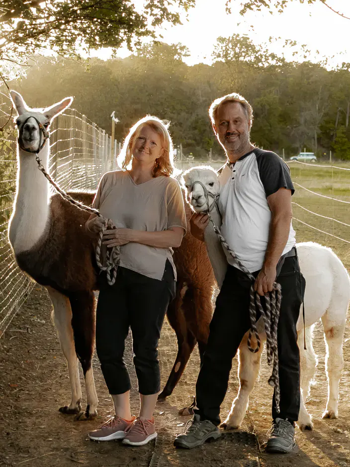 Alpaka und Lama