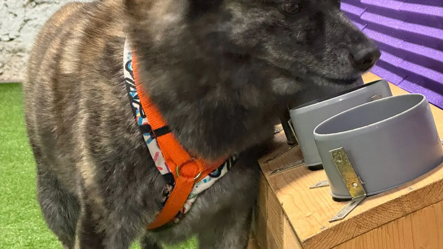 Hund im Schulungsraum