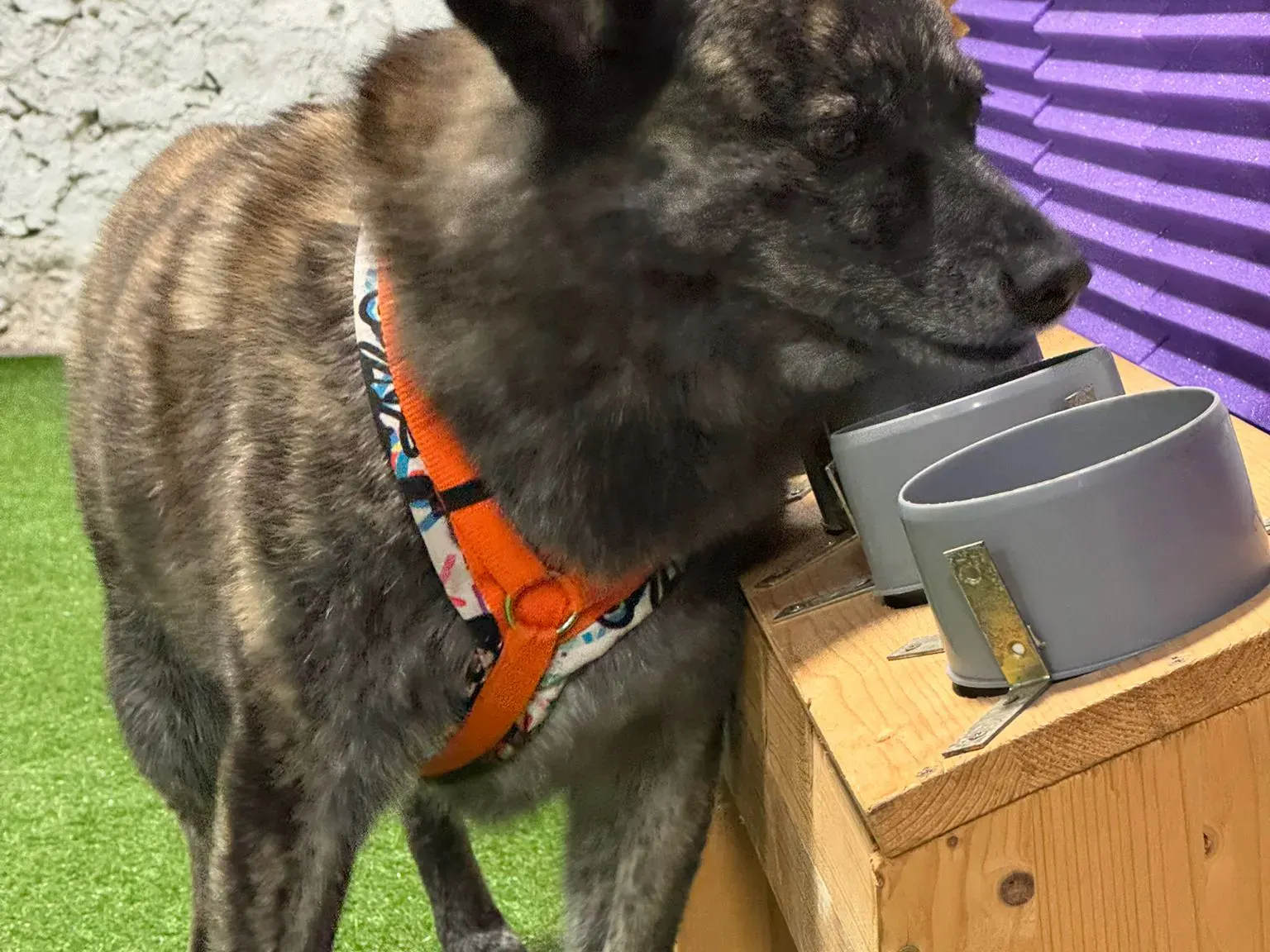 Hund im Schulungsraum