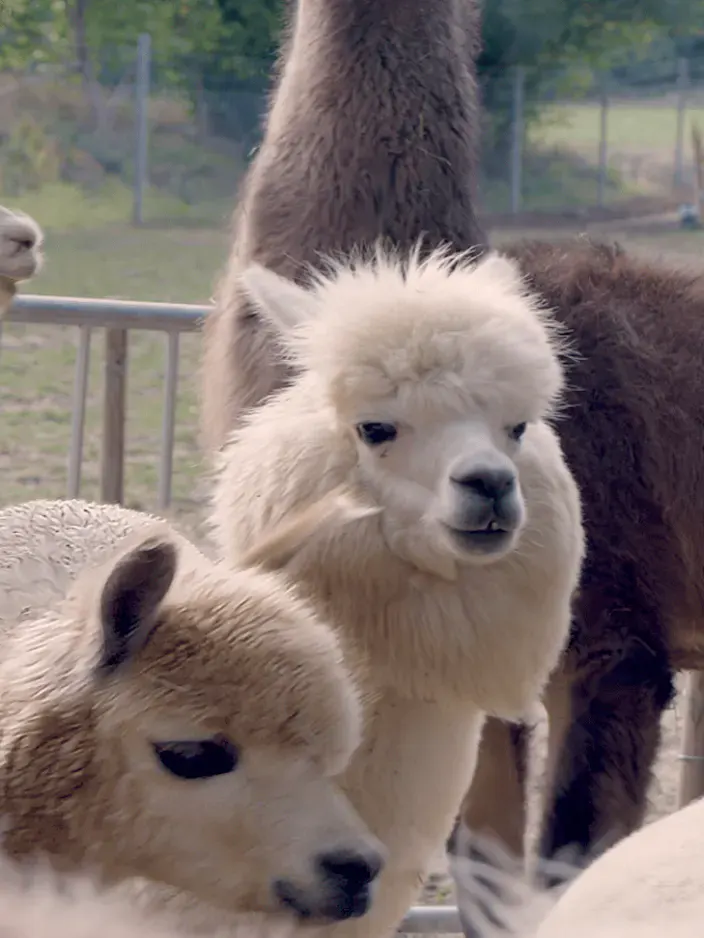 Alpakas und Lamas