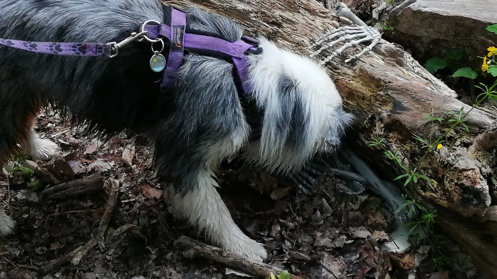 Hund mit Knochen