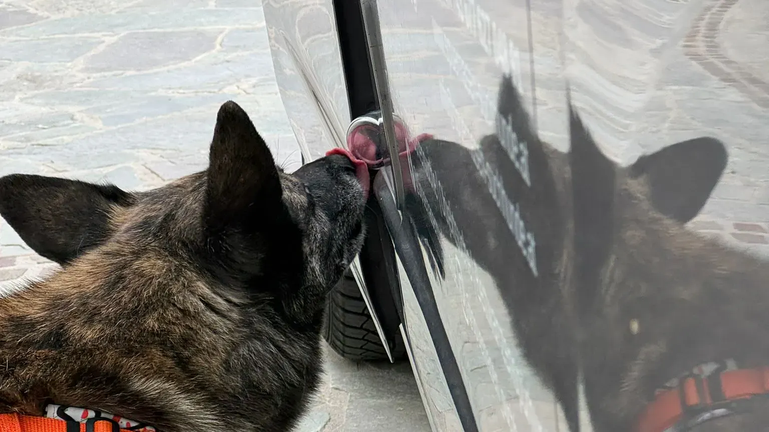 Hund bei Auto Absuche