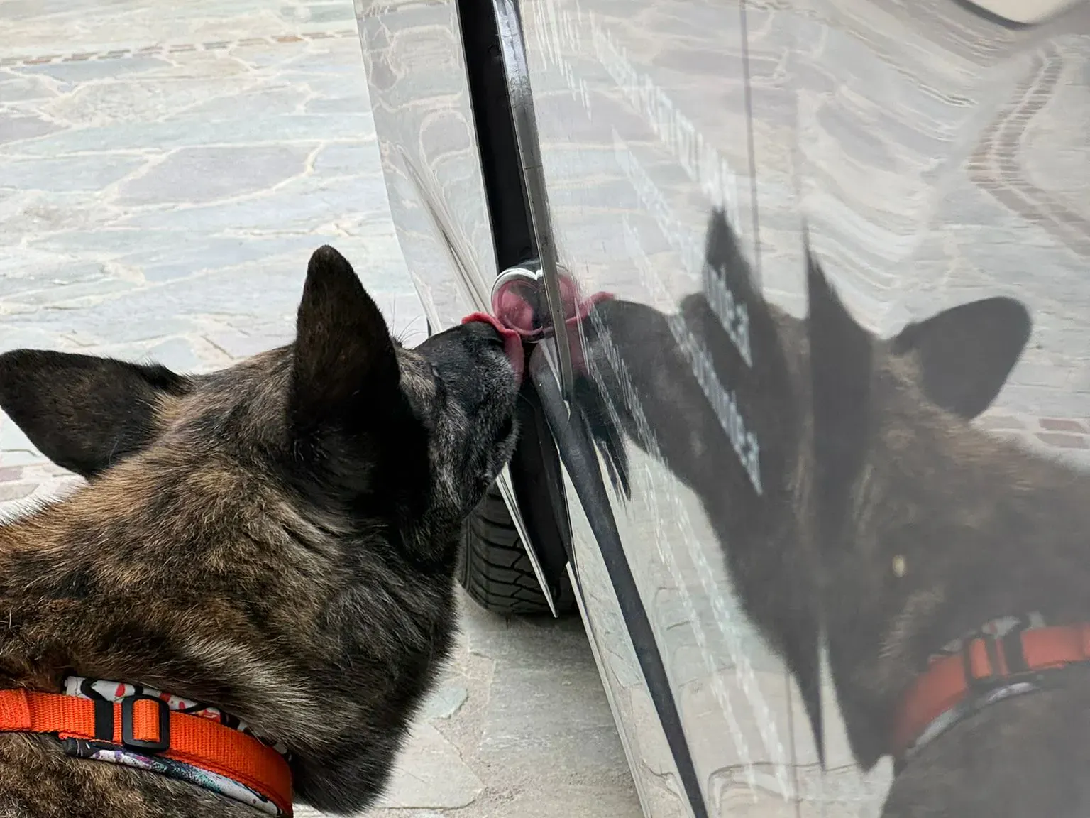 Hund bei Auto Absuche