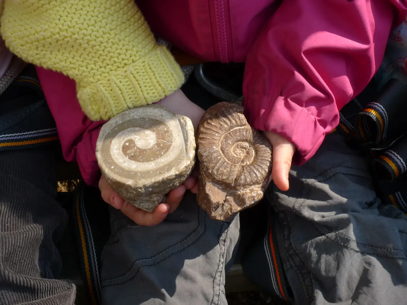 Fossilien entdecken