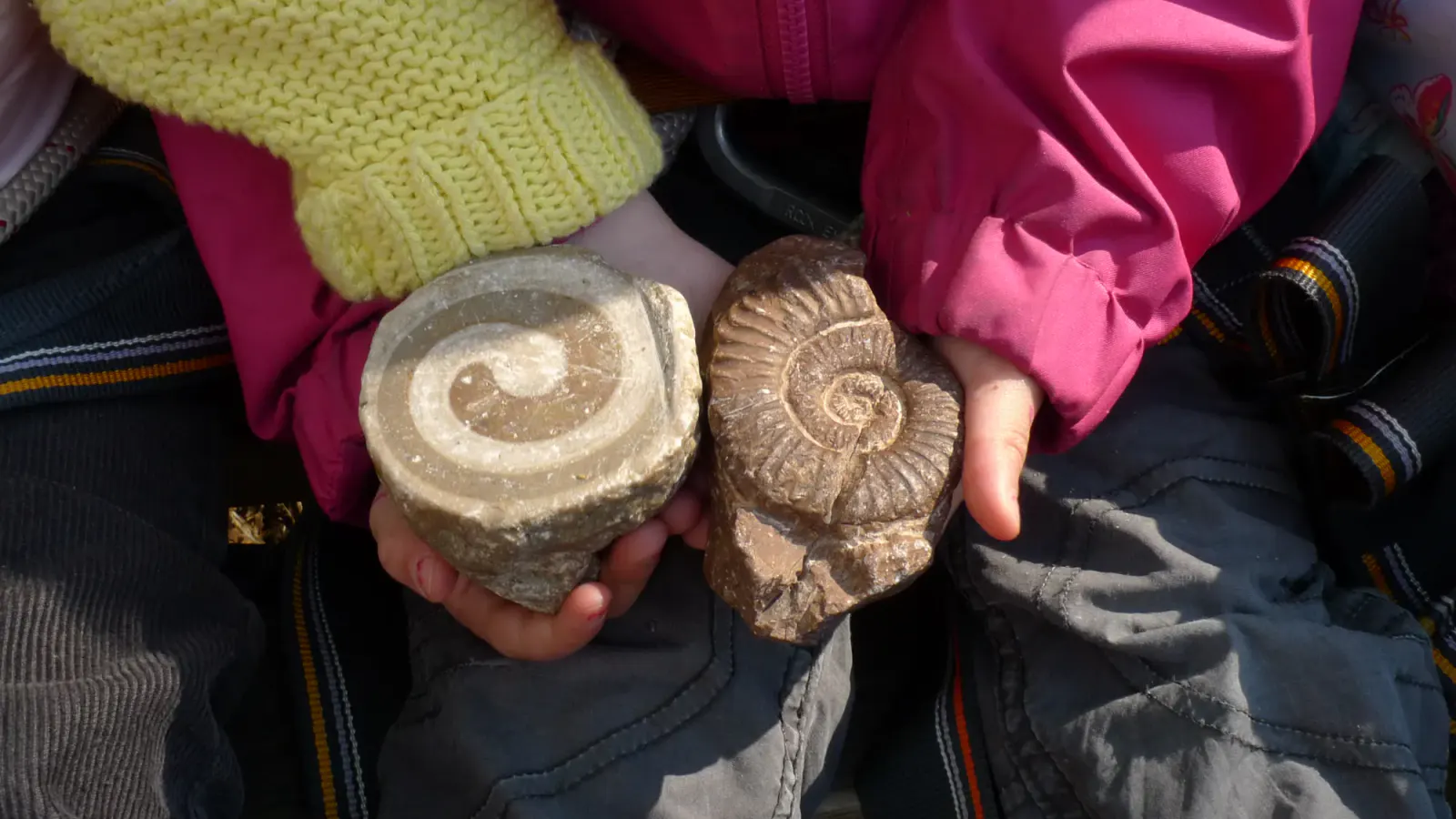 Fossilien entdecken