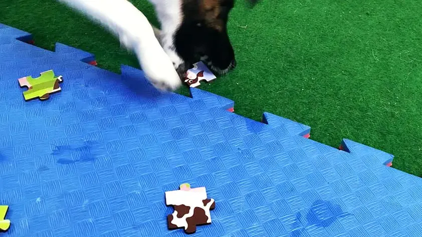 Hund in Schulungsraum