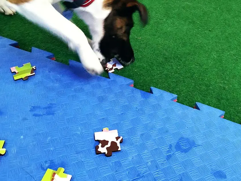 Hund in Schulungsraum