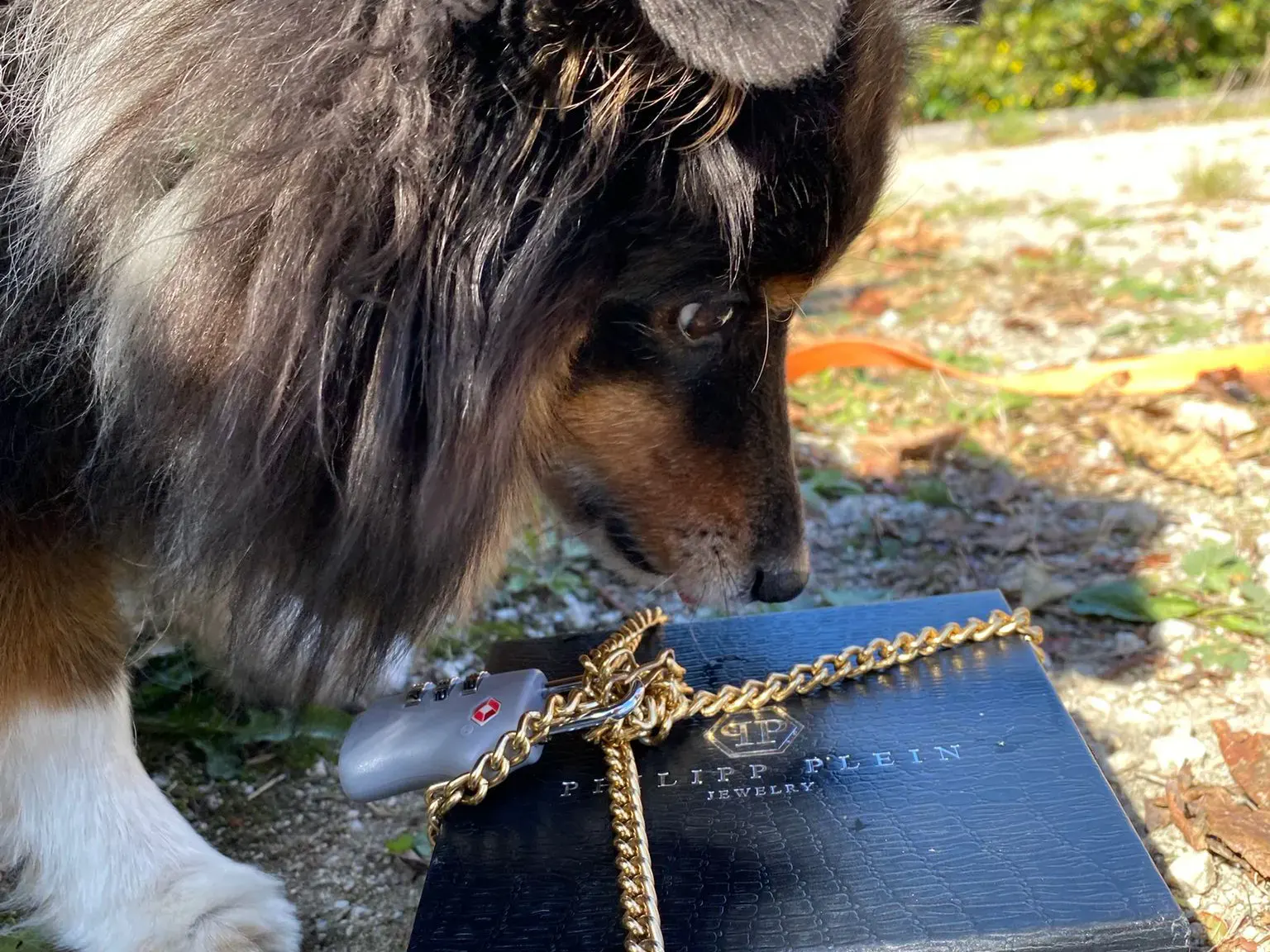 Hund mit Geschenkschachtel
