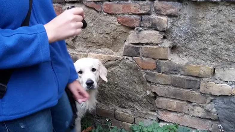 Hund