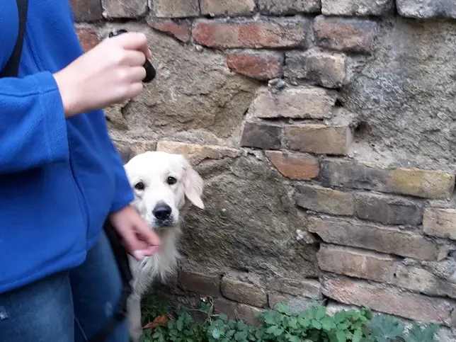 Hund