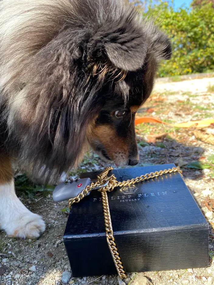 Hund mit Geschenkschachtel